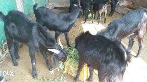 9male 1 year goat sale