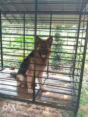 A Female German Shepherd(one and half year) with
