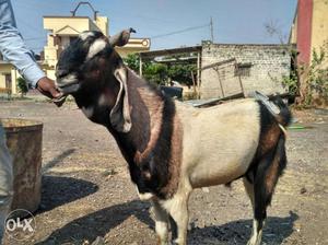 A breeding Kota Goat of 15 month age want to sell