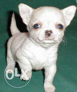 Active kennel - Chiwawa 3month female in male puppy heavy