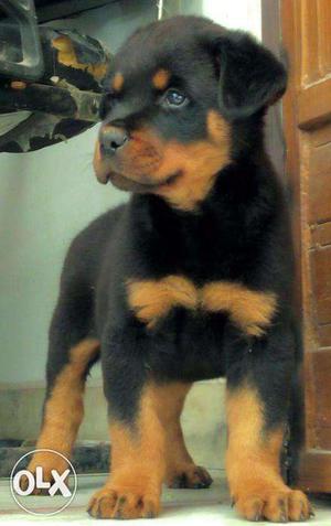 Active kennel - Rottweiler puppy male for sale havey born in