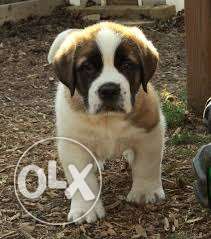 Active kennel:-Saint bernard // Puppies // superstar quality