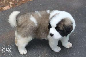 Active kennel Saint bernard puppies dog good import in for