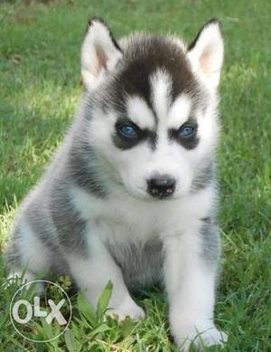 Active kennel - quality Husky male puppies age 35day in for