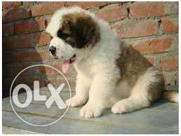 Active kennel;- saint bernard guuud and guuud quality puppy