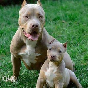 Active kennel=Healthy and activ heavy face pit bull puppies