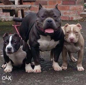 Active kennel=White American Pit Bull Terrier Puppies in for