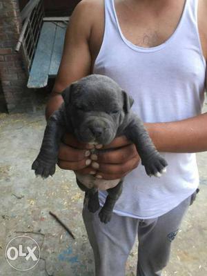 American Bully Puppies Available Import Blood Line