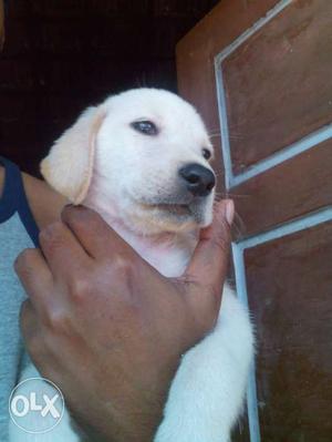 American breed Labrador puppy pair for sell..