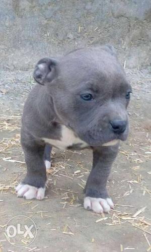 American bully two females for sale dc line short