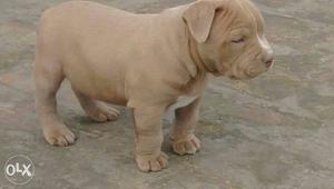 Amrican bully pups available