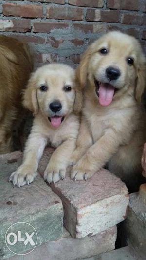 Apple face Golden Retriever puppies female available