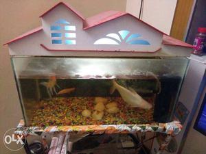 Aquarium with stand and other attachment for sale