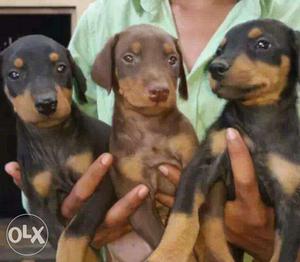 Awesome quality dobberman puppies available cnt