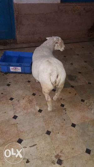 Bannur sheep good health only  she is