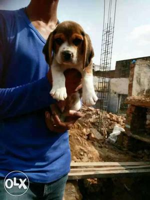 Beagl puppies available male  female 