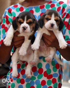 Beagle Puppies in Jaipur For Sale at Indian Dog World