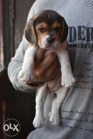 Beagle female pup available