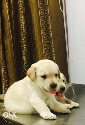 Beautifull Labrador puppies avaliable for Gud