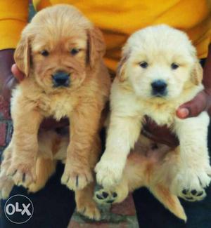 Best heavyweight golden retriever puppies