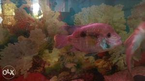 Best in colour neon Cichlid fish 5 inch long.