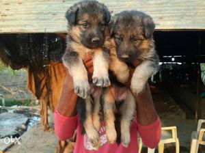 Best quality German shepherd male female puppies