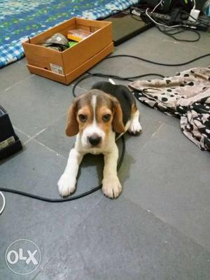 Best quality Pure breed female Beagle only 2 months old,