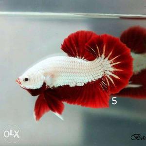 Bettas imported from Thailand 40varaity 100 colours