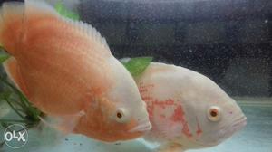 Big size oscar fish with tank for sale