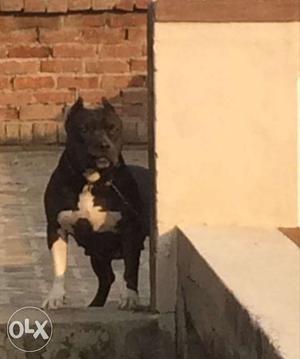 Black American Pit Bull Terrier on heat from today