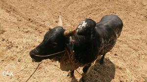 Black And Gray Cow