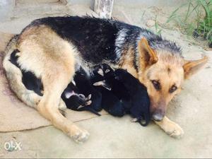 Black And Tan German Shepherd And Puppy Litter