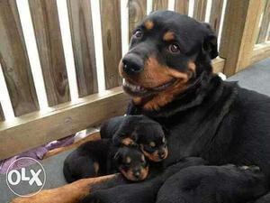 Black And Tan Rottweiler With Puppies