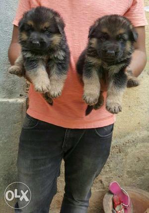 Black And Tan Short Coated Puppies