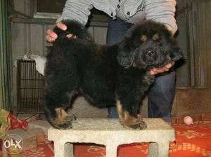 Black And Tan Tibetan Mastiff Puppy