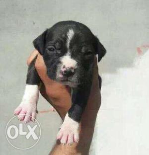 Black And White Short Coated Puppy