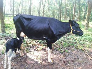 Black Cow In ramapuram