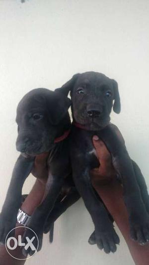 Black Dane puppy for sales