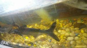 Black Fish In Aquarium