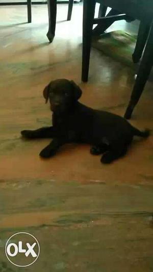 Black Labradors male 2 months old