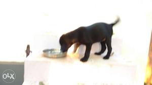 Black colour female labourdog puppie 50 days old.