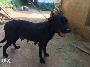 Black female lab 2.5 year old for sale 2 time