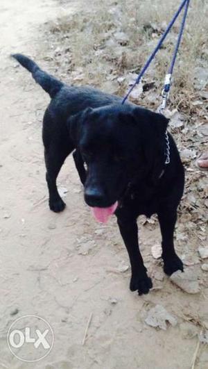 Black lab male good quilty pure bread age 14month