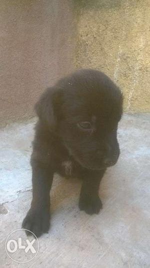 Black labrador age 2 month