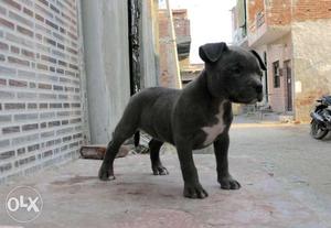 Blue And White American Staffordshire Terrier Puppy
