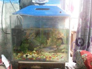 Blue Framed Fish Tank