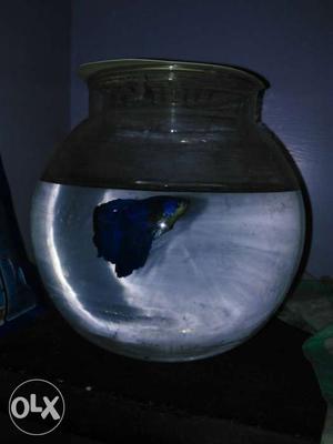 Blue Half-moon Betta Fish