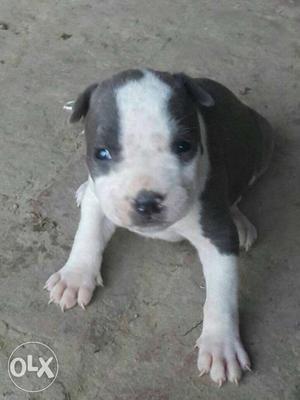 Blue colour female pup for sell