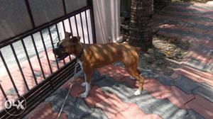 Boxer imported from Us 8 months old All