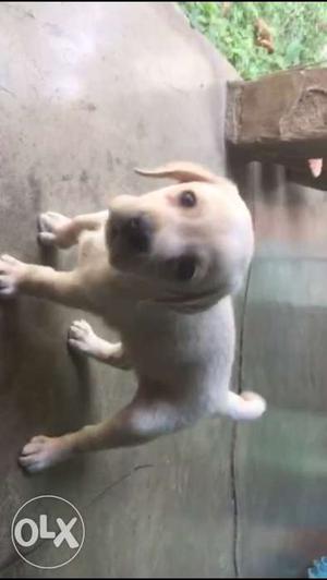 Breed guaranteed lab puppy
